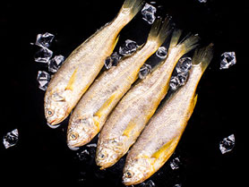 小黄鱼